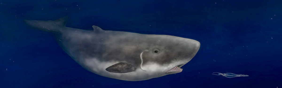 The Dwarf Sperm Whale